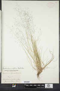 Muhlenbergia uniflora image