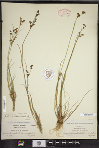 Juncus brevicaudatus image