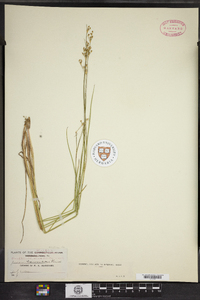 Juncus brevicaudatus image