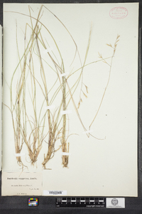 Danthonia compressa image