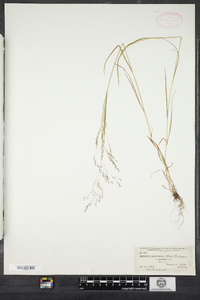 Agrostis perennans image