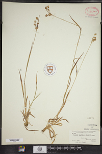 Luzula multiflora image