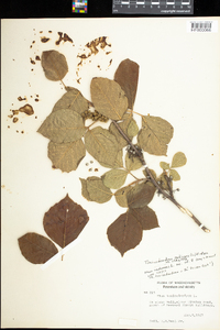 Toxicodendron radicans image