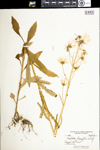 Erechtites hieraciifolia image