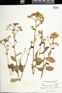 Hieracium scabrum image