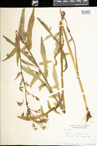 Lactuca canadensis image