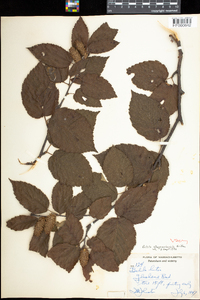 Betula alleghaniensis image