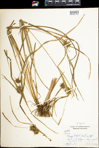 Carex intumescens image