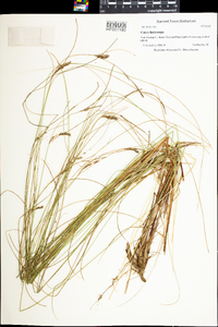 Carex lasiocarpa image