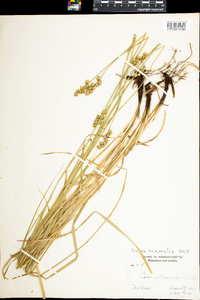 Carex normalis image