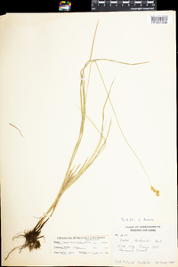 Carex tenera image