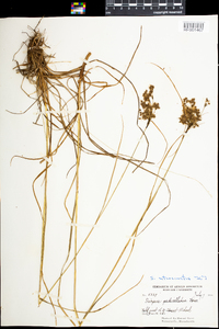 Scirpus atrocinctus image