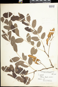 Robinia pseudoacacia image