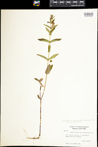 Scutellaria galericulata image