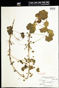 Malva neglecta image