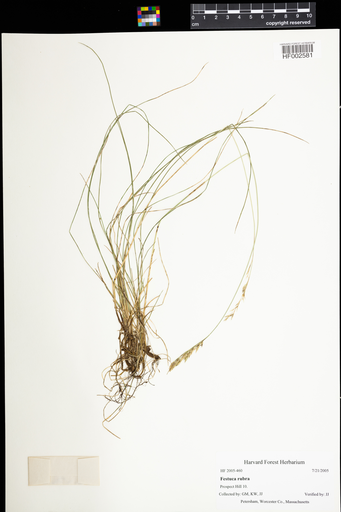 Festuca rubra image