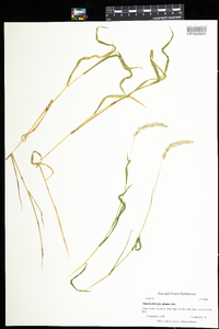 Muhlenbergia glomerata image