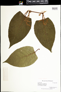 Polygonum cuspidatum image