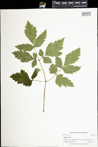 Actaea rubra image