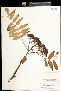 Sorbus americana image