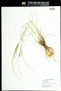 Juncus tenuis image