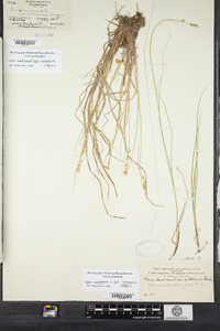 Carex canescens image