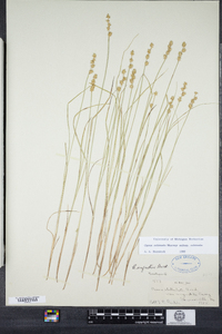 Carex echinata image