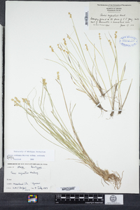 Carex echinata image