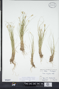 Carex echinata image