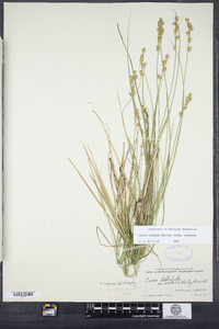 Carex echinata image