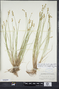 Carex echinata image