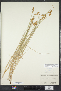 Carex hormathodes image