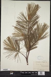 Pinus strobus image