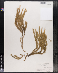 Lycopodium annotinum image