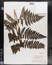 Dryopteris campyloptera image