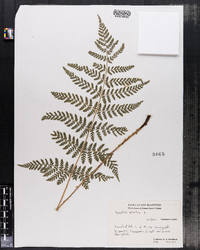 Dryopteris carthusiana image