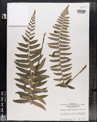 Polystichum acrostichoides image