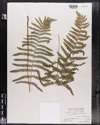 Thelypteris palustris var. pubescens image