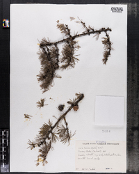 Larix laricina image