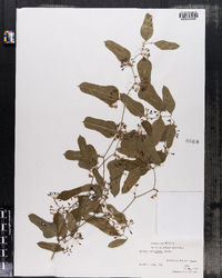 Image of Smilax auriculata
