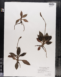 Image of Goodyera oblongifolia