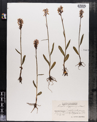 Image of Orchis lapponica