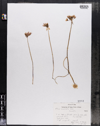 Image of Allium acuminatum