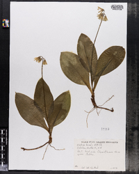 Clintonia borealis image