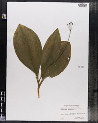 Clintonia borealis image