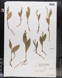 Image of Maianthemum trifolium