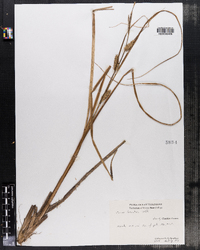 Carex lacustris image