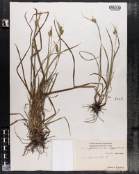 Carex pallescens image