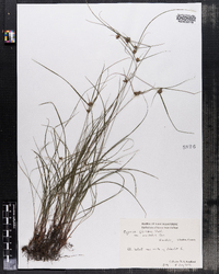 Cyperus filiculmis var. macilentus image