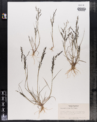 Eragrostis pilosa image